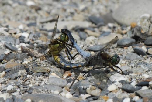 Orthetrum cancellatum