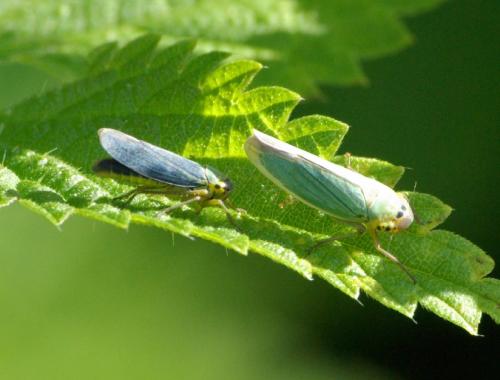 Réf. 26 030 : Cicadella viridis