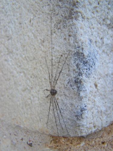 Dicranopalpus ramosus