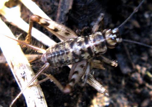 Gryllomorpha dalmatina dalmatina