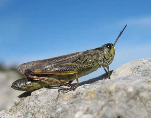 Chorthippus sp.