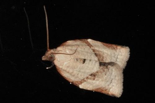 Clepsis consimilana