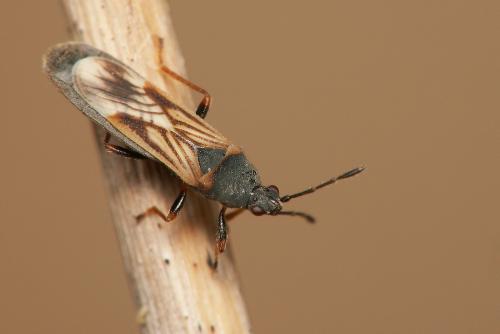 Ischnodemus sabuleti