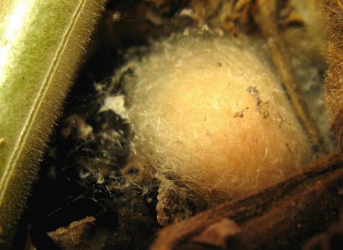 Réf. 26 446 : Araneus sp.