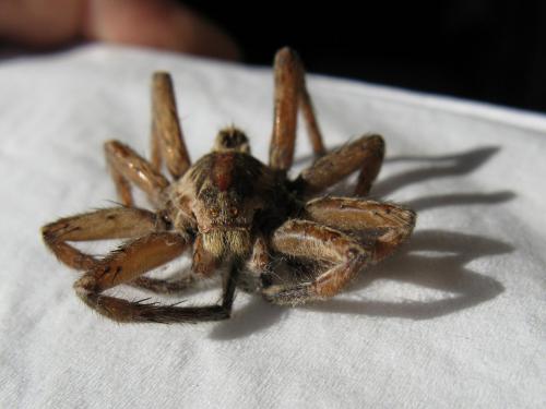 Réf. 26 523 : Hogna radiata