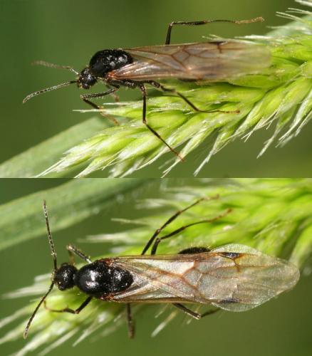 Réf. 26 612 : Messor sp.
