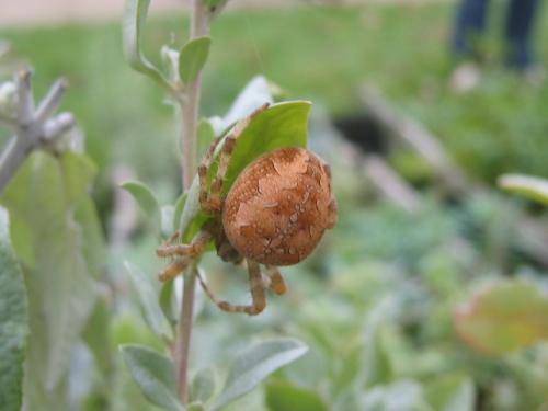 Araneus diadematus