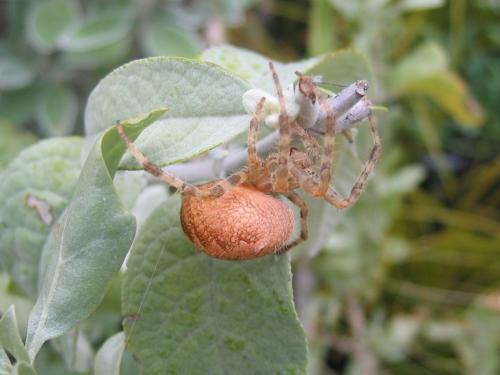 Araneus diadematus