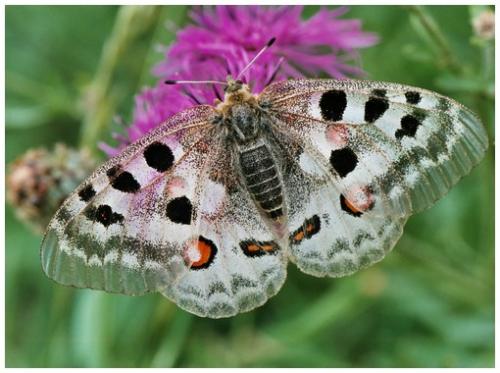 Réf. 26 674 : Parnassius apollo