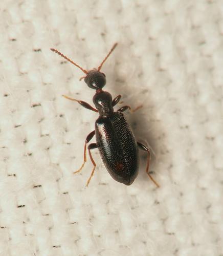 Cyclodinus sp.