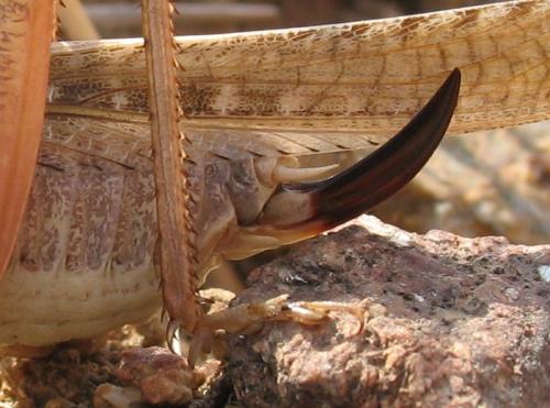 Platycleis sp.