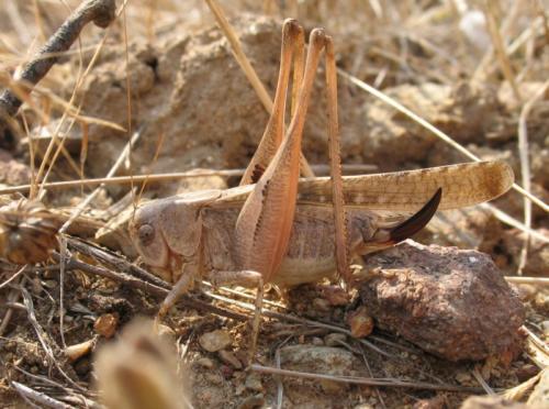 Réf. 26 751 : Platycleis sp.