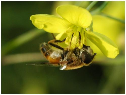 Eristalis sp.