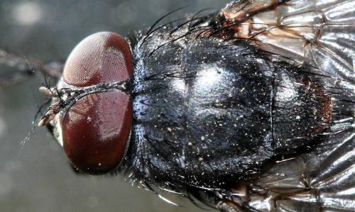Muscina sp.