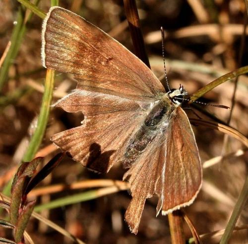 Réf. 26 668 : Polyommatus dolus