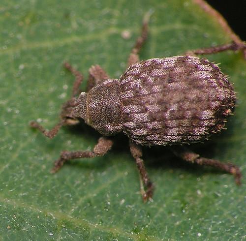 Réf. 26 822 : Trachyphloeus sp.