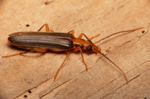 Nacerdes carniolica