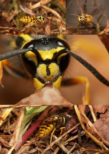 Vespula germanica