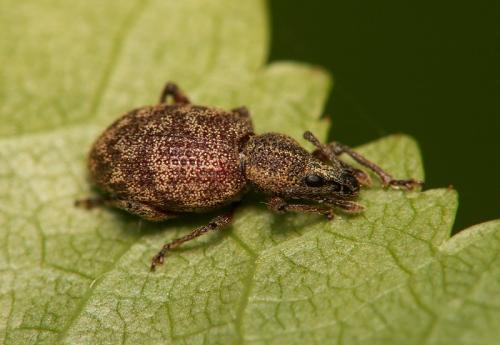 Otiorhynchus sp.
