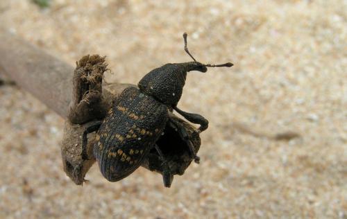 Hylobius abietis