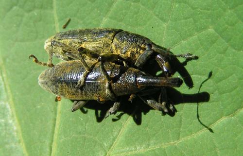 Réf. 26 819 : Lixus pulverulentus