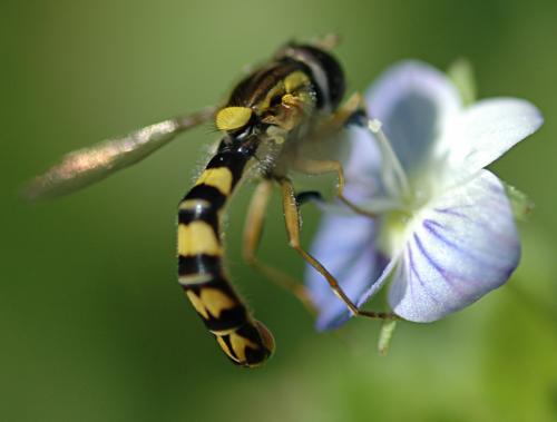 Réf. 26 801 : Sphaerophoria scripta