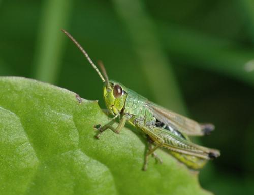 Réf. 26 650 : Pseudochorthippus parallelus