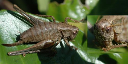 Réf. 26 556 : Pholidoptera griseoaptera