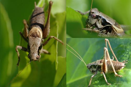 Pholidoptera griseoaptera