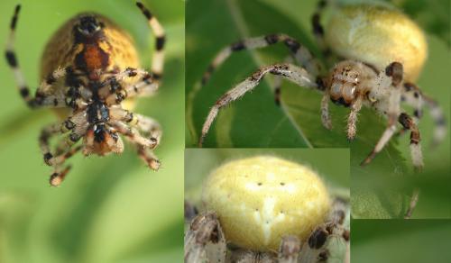 Araneus quadratus