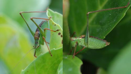 Leptophyes punctatissima