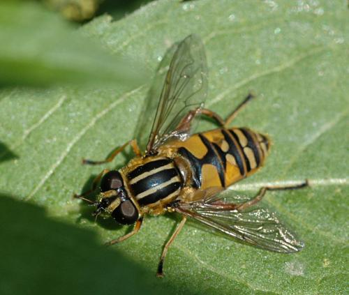 Réf. 26 802 : Helophilus pendulus