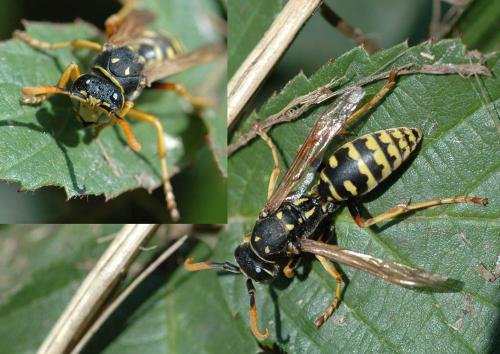 Polistes dominula
