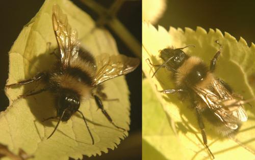 Bombus sp.