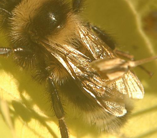 Bombus sp.