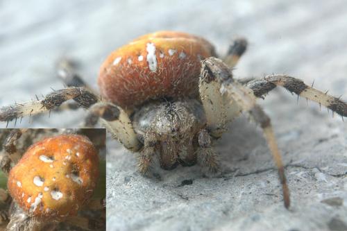 Araneus quadratus