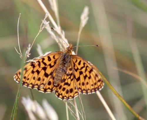 Réf. 26 423 : Boloria dia