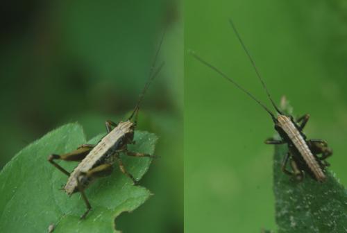 Pholidoptera griseoaptera