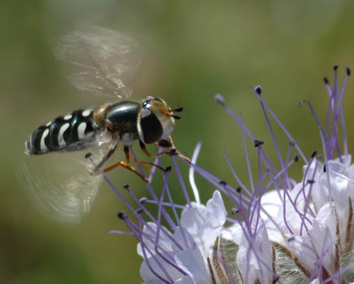 Réf. 26 803 : Scaeva pyrastri