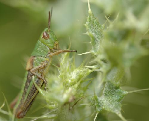 Pseudochorthippus parallelus