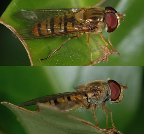 Episyrphus balteatus