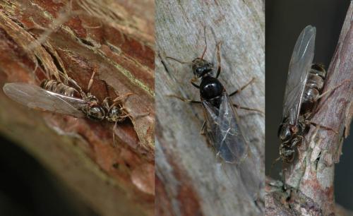 Lasius sp.