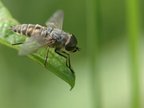 Réf. 26 847 : Tabanus bromius