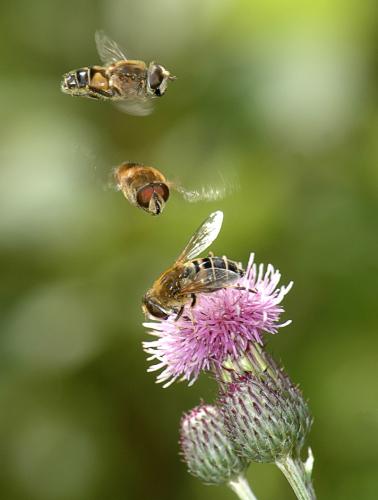 Eristalis nemorum