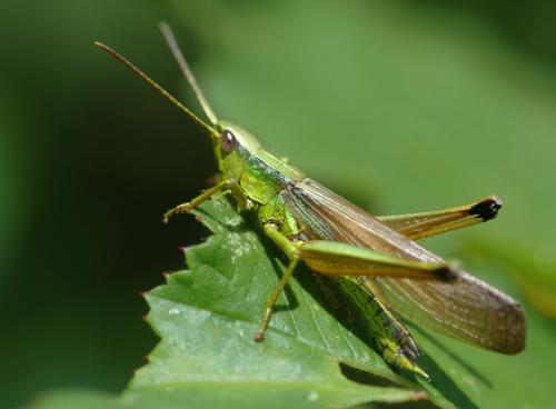 Réf. 26 601 : Chrysochraon dispar dispar