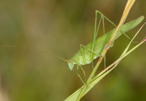 Réf. 26 605 : Phaneroptera falcata