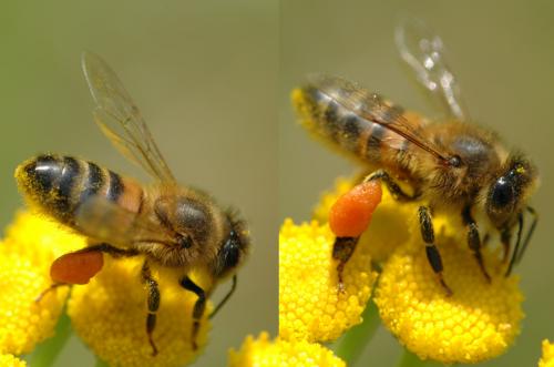 Réf. 26 738 : Apis mellifera