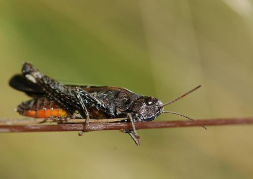 Réf. 26 624 : Omocestus rufipes