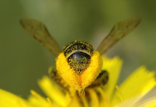 Dasypoda sp.