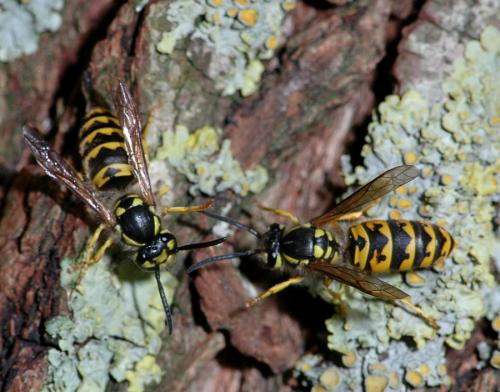 Vespula germanica